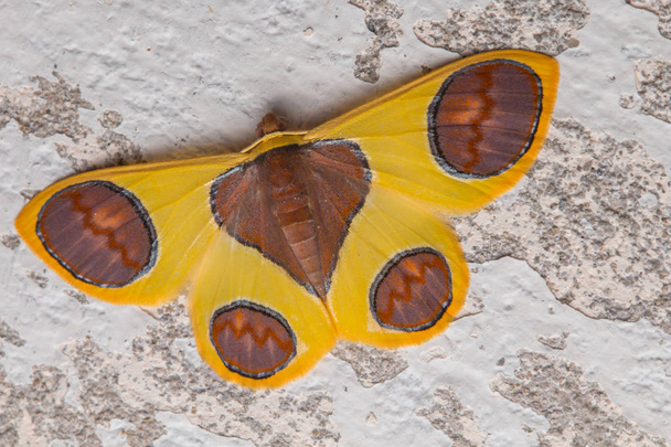 Macro image papillon de nuit de Sabah, Bornéo
 - Photo, image