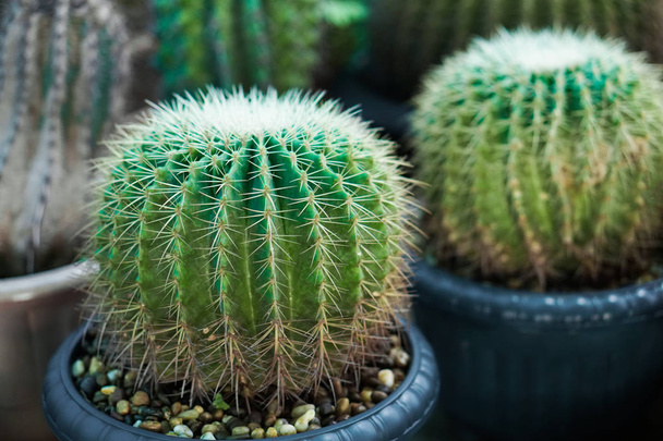 cactus plantes en pots, ferme, jardin
                                - Photo, image