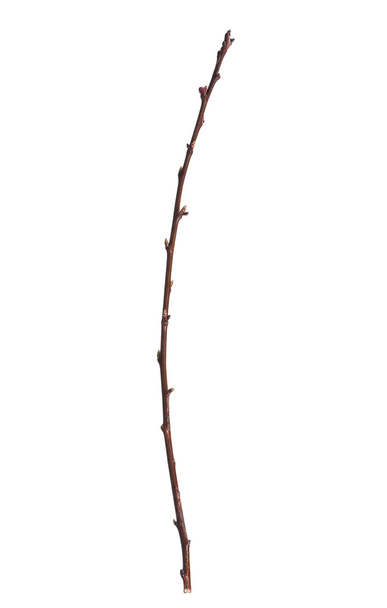 větev stromu - Fotografie, Obrázek