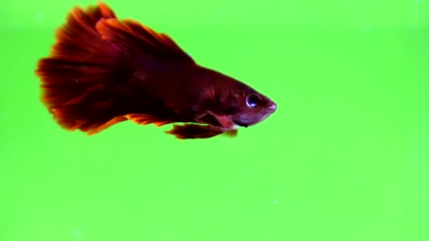 Renkli arka plan üzerinde güzel Siyam mücadele balık - Video, Çekim