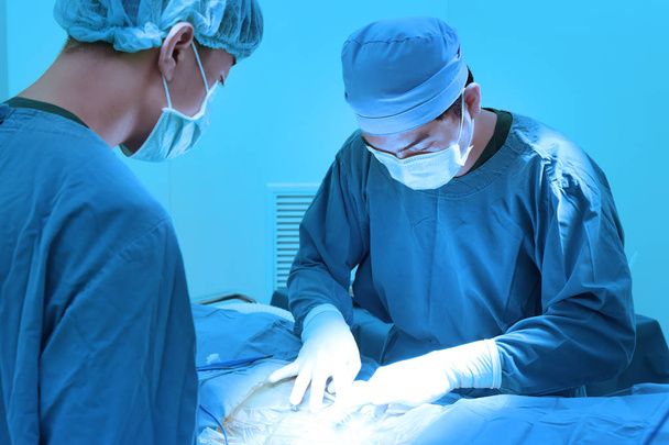 two of veterinarian surgery in operation room take with art lighting and blue filter - 写真・画像