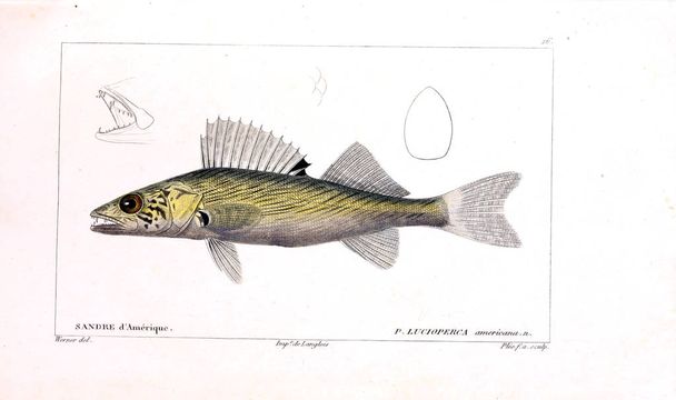 Illustration of  fish. old image - Photo, Image
