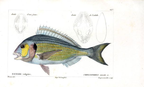 Ilustração de peixes. Imagem antiga
 - Foto, Imagem