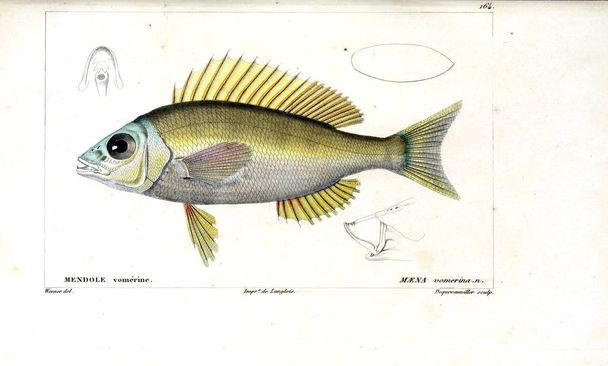 Illustration of  fish. old image - Photo, Image