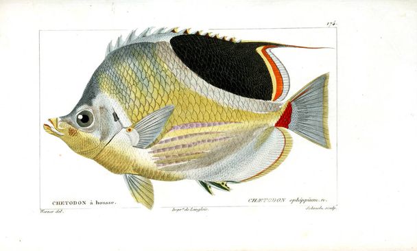 Ілюстрація риби. Старе зображення
 - Фото, зображення