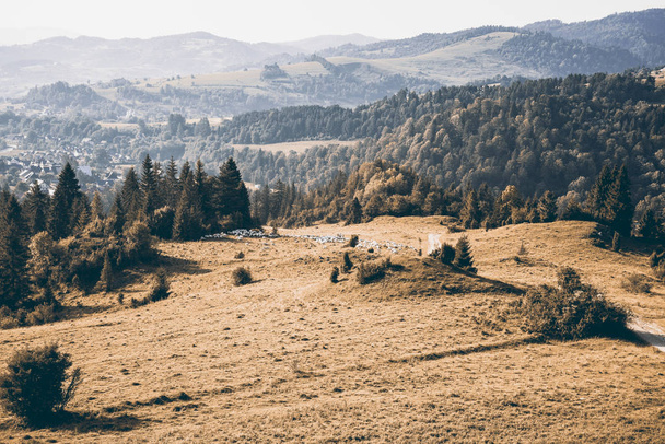 Zöld dombok és erdők a Pieniny hegységben, Lengyelország - Fotó, kép