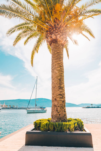 palm tree with yachts on background. summer time concept - Photo, Image