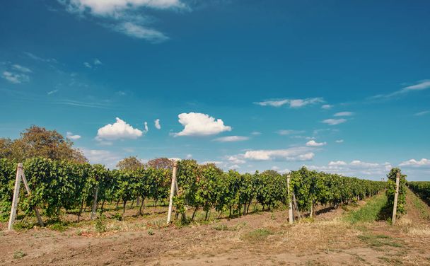 Viinitarhat Palavan alueella, Etelä-Määrin maisema, Tsekin tasavalta
 - Valokuva, kuva