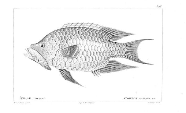 Illustration of fish. Old image - Photo, Image