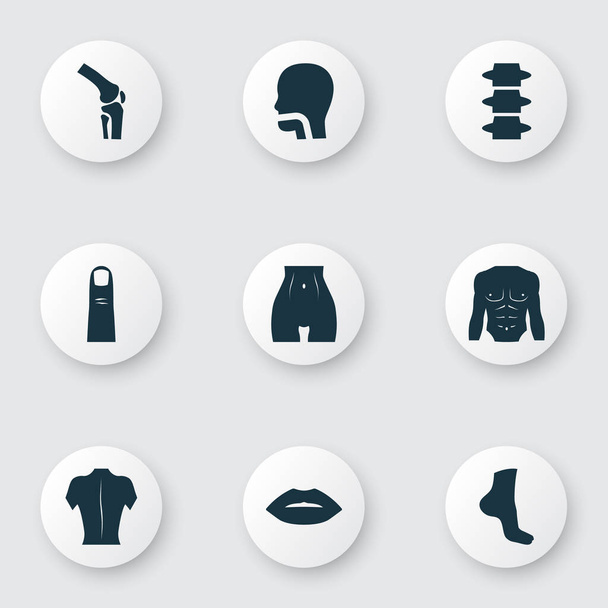 Icone del corpo con cavità orale, pancia, schiena e altri elementi del corpo. Isolate icone del corpo illustrazione vettoriale
. - Vettoriali, immagini