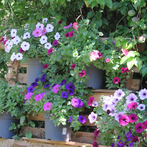 petunia fiorita colorata, popolare fiore estivo in giardino
 - Foto, immagini
