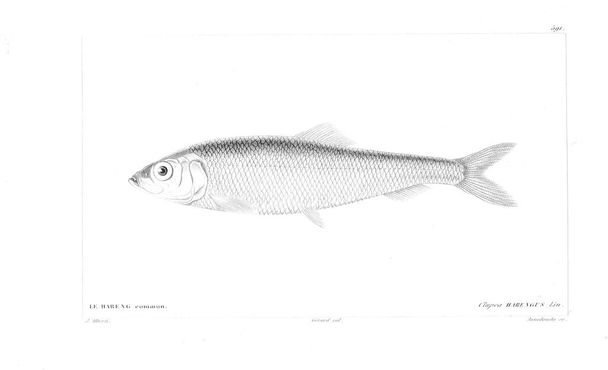 Illustration of fish. Old image - Photo, Image