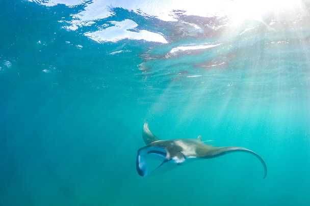 Bright underwater scene with Manta ray in sun rays. Snorkeling and diving in tropical sea, underwater sport and recreational background - Photo, Image