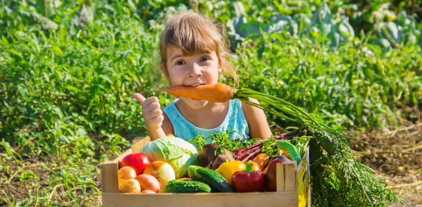 Enfant et légumes à la ferme. Concentration sélective. nmature
. - Photo, image