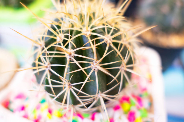 close-up groen cactus patroon voor cactus, achtergrond . - Foto, afbeelding