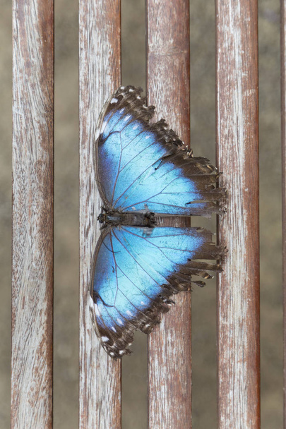 Režii modrý motýl s křídly rozprostírána, sedící na dřevěné zábradlí.  - Fotografie, Obrázek