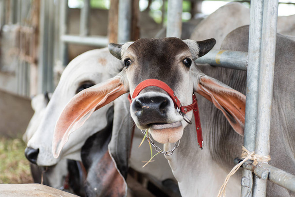 niedliche Kuh frisst Gras im Kuhstall, Vieh in Thailand - Foto, Bild