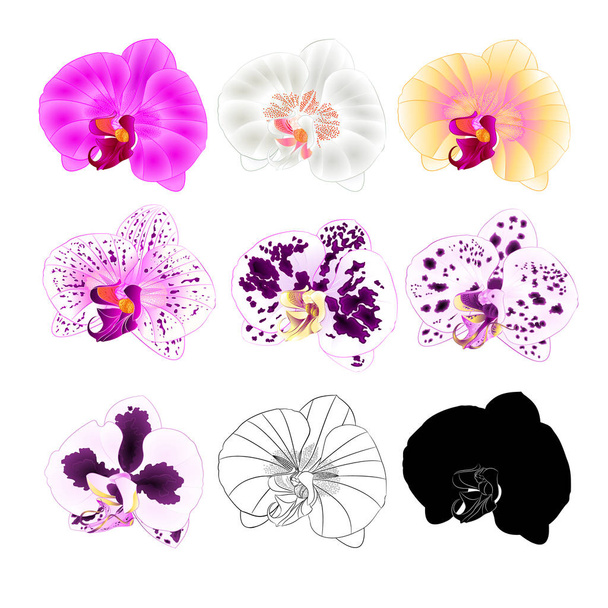 Орхидея Phalaenopsis различных цветов натуральные, очертания, силуэт, цветок шесть на белом фоне винтажный вектор редактируемый рисунок руки
  - Вектор,изображение