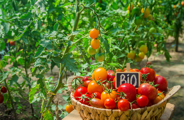 Kotitekoisia tomaatteja korissa. Valikoiva keskittyminen. luonne
 - Valokuva, kuva