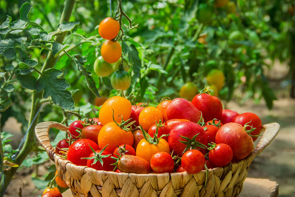 Domowe pomidory w koszyku. Selektywny fokus. Natura - Zdjęcie, obraz