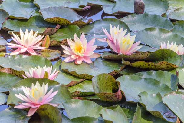 Pink water lilies in close-up shot at local pond. Water and green leaves on background. Chisinau, Moldova - Photo, Image