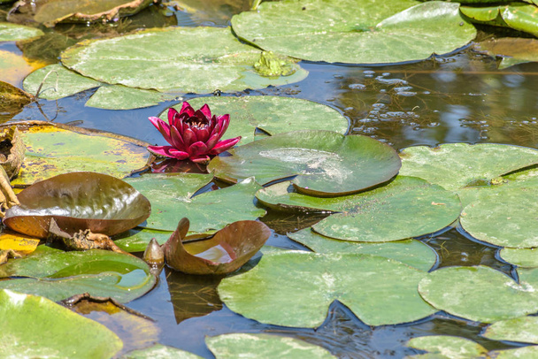 Рожева вода Лілія крупним планом вистрілив у місцевих ставок. Вода і зеленого листя на фоні. Кишинів, Молдова - Фото, зображення