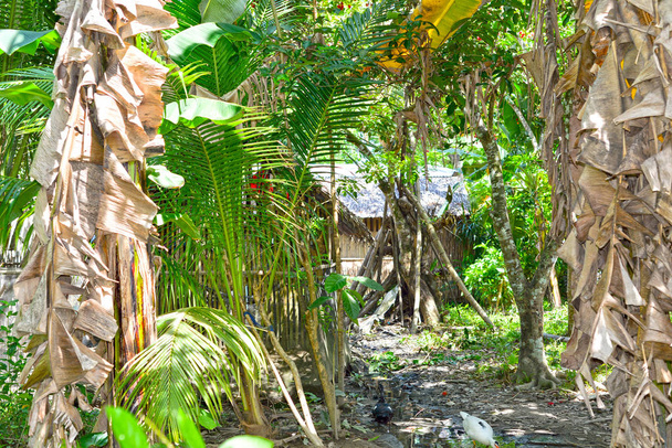 jungle maison à mindoro philippines luxuriante forêt verte
 - Photo, image