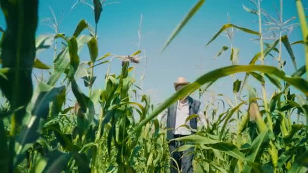 Landwirt im Maisfeld reißt Mais. Ein älterer Mann mit Strohhut geht durch ein Maisfeld und kontrolliert die künftige Ernte - Filmmaterial, Video