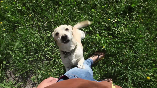Jonge mooie hond wil spelen met de mannelijke eigenaar in zomer park  - Video