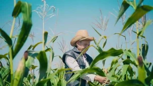 Agriculteur dans le champ de maïs déchire maïs. Un homme âgé dans un chapeau de paille marche dans un champ de maïs et vérifie la future récolte - Séquence, vidéo