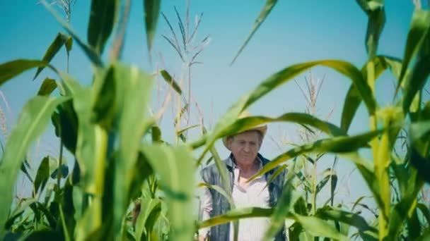 Boer in maïsveld scheurt maïs. Een oudere man met een strohoed loopt over een maïsveld en controleert de toekomstige oogst. - Video