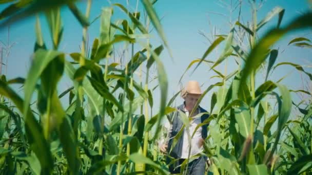 Mısır tarlasında çiftçi mısırı yırtıyor. Hasır şapkalı yaşlı bir adam mısır tarlasında yürüyor ve gelecekteki ekinleri kontrol ediyor. - Video, Çekim