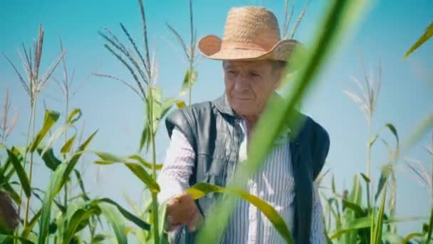 Фермер на кукурузном поле рвет кукурузу. Пожилой человек в соломенной шляпе ходит по кукурузному полю и проверяет будущий урожай - Кадры, видео