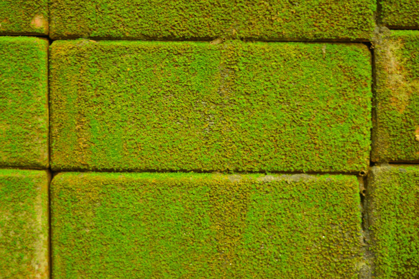 Blocco muro di mattoni con muschio fungo verde
. - Foto, immagini