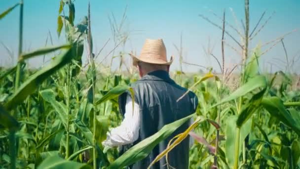 Boer in maïsveld scheurt maïs. Een oudere man met een strohoed loopt over een maïsveld en controleert de toekomstige oogst. - Video