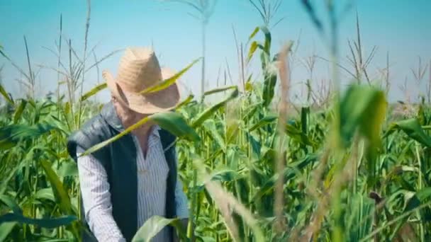 L'agricoltore nel campo di mais lacera il mais. Un uomo anziano con un cappello di paglia cammina su un campo di grano e controlla il raccolto futuro - Filmati, video