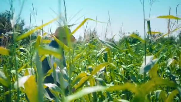 Фермер на кукурузном поле рвет кукурузу. Пожилой человек в соломенной шляпе ходит по кукурузному полю и проверяет будущий урожай - Кадры, видео