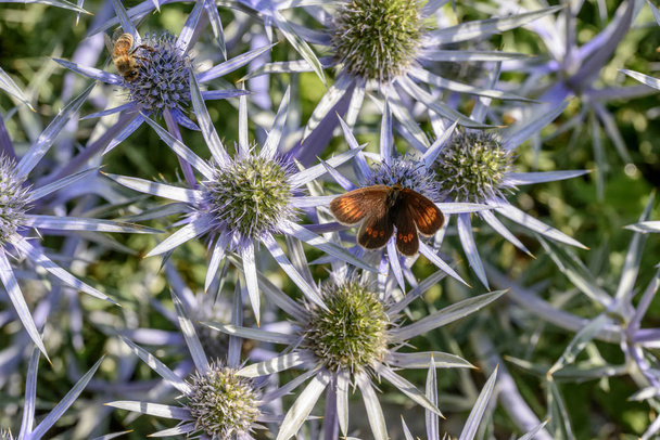 ein brauner Schmetterling und eine Biene auf einem Strauß von Eryingium alpinum Blumen, aufgenommen an einem hellen Sommertag in gressoney saint jean, lys valley, aosta, ital - Foto, Bild