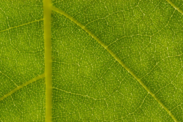 London Planetree Leaf Detail (Platanus acerifolia) - Photo, image