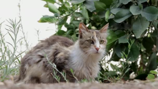 kočka kočičí stájiBioplynové pet Kočka - Záběry, video