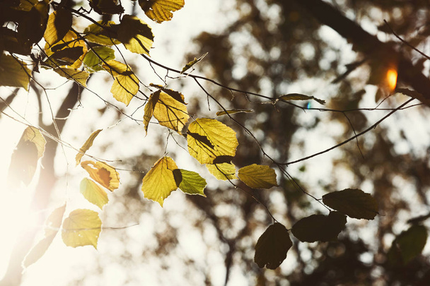 En toile de fond. Branches d'arbres aux feuilles d'automne
 - Photo, image