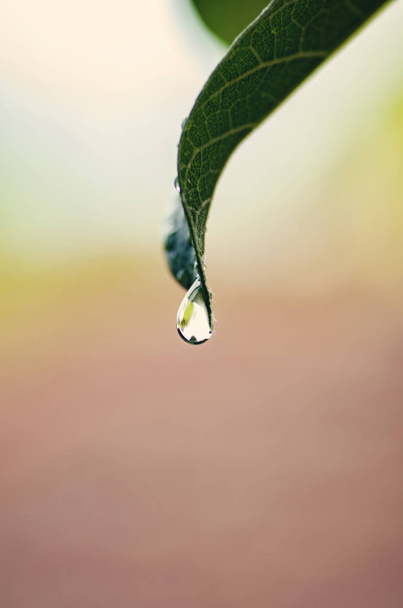 μακροεντολή γυρίστηκε ενιαίο πράσινο φύλλο με νερό drop.shallow βάθος πεδίου - Φωτογραφία, εικόνα