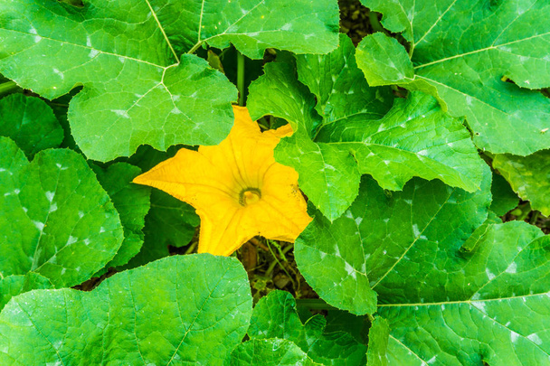 große gelbe Blume zwischen riesigen Blättern Kürbispflanze - Foto, Bild