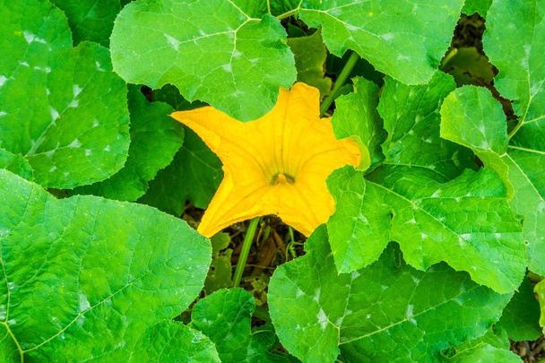 velký žlutý květ mezi velké listy na dýňové rostlin - Fotografie, Obrázek