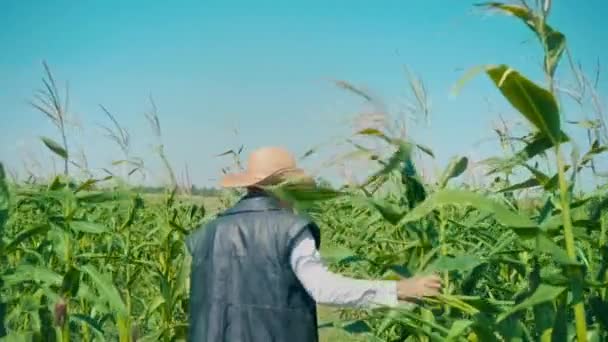 Granjero en campo de maíz rasga maíz. Un anciano con sombrero de paja camina por un maizal y comprueba la futura cosecha - Metraje, vídeo