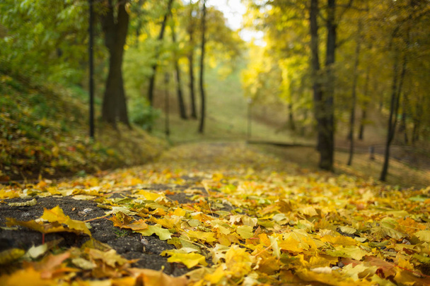 кленовые листья осенью в парке
. - Фото, изображение