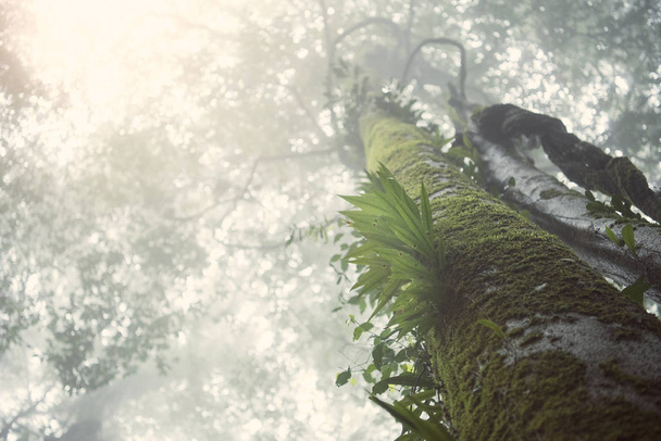floresta sempre verde envolta em névoa e chuva em uma paisagem panorâmica
. - Foto, Imagem