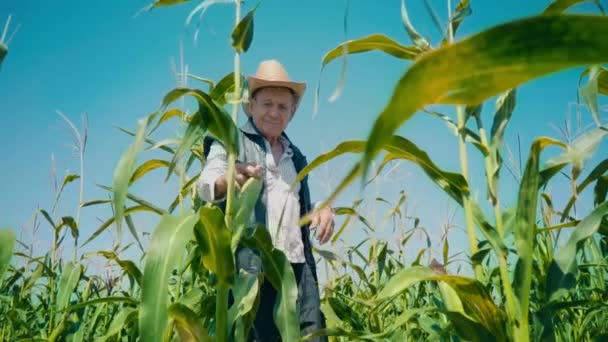 Agricultor no campo de milho rasga milho. Um homem idoso com um chapéu de palha e colete caminha um milheiral e verifica a colheita futura
 - Filmagem, Vídeo