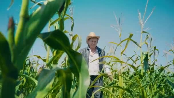 Granjero en campo de maíz rasga maíz. Un anciano con sombrero de paja camina por un maizal y comprueba la futura cosecha - Metraje, vídeo