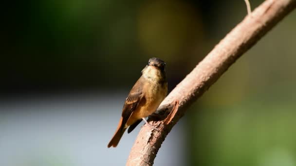 Птах (Ferruginous Flycatcher, Muscicapa ferruginea) коричневий цукор, помаранчевий і червоний кольори, що сидить на дереві в дикій природі, розповсюдження
 - Кадри, відео